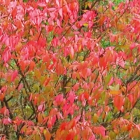 Пламя осени.