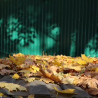 Осенний сон.