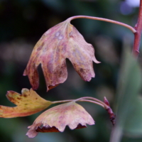 Застывшие в поклоне