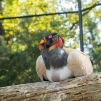 Королевский гриф