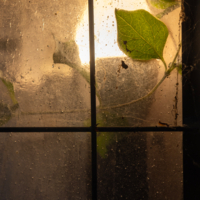 Тоска зеленая