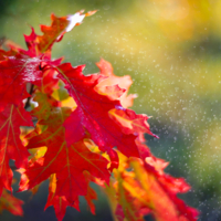 Яркая осень