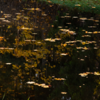 Осенний переполох