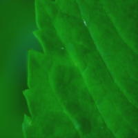 Зеленый лист