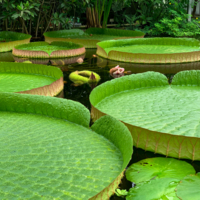 Виктория амазонская