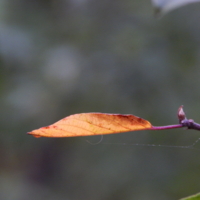 Лодочка, да на ниточке...