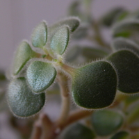 Волосики вздыбились