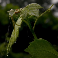 Молодая поросль