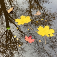 Осенний этюд