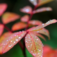 слезы дождя