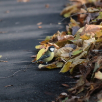 вот и осень пришла