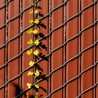 Случайность, или There are no accidents