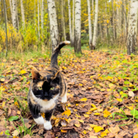 Слияние с осенним нарядом