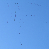 Журавлиный клин