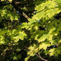 Просто листья