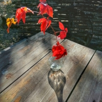 Красные листья поют о любви