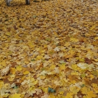 Старые скамейки...