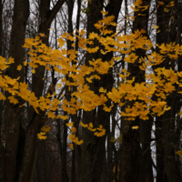 Осенние бабочки.