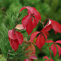 Кедр и дикий виноград