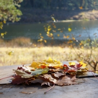 Осенний наряд клёна