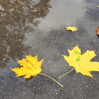 Опавшие листья