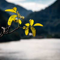 Сезон сбора орехов