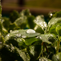 После дождичка, в четверг.