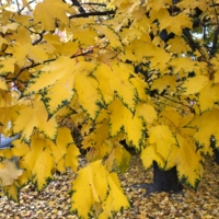 Просто красивые листья клена.