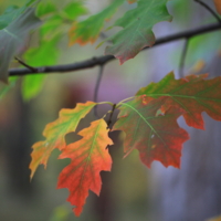 покраснение