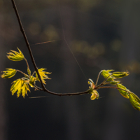 Пробуждение