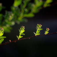 Канатоходцы