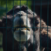 Отойди, иначе плюну!