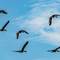 Свободные утки