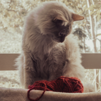 Кот и нитки