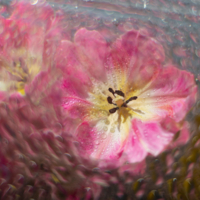 Тюльпановые мечты