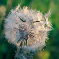 Мистер Клубочкофф