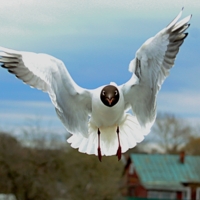 Так пойдёт? Или шире надо?