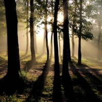 Утро на краю леса