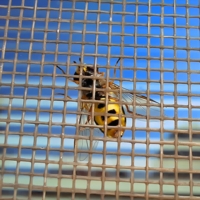 Всё равно я до вас доберусь...