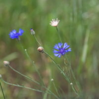 Лето, поле, васильки