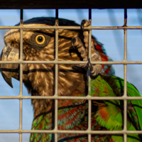 Гоша хороший!