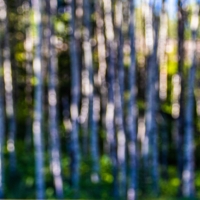 Светлая роща