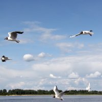 ...на любой вкус...