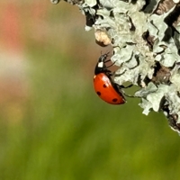 Из жизни насекомых