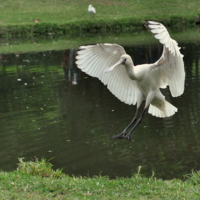 Воздушный балет