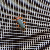 Жук на москитной сетке