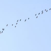 Весна летит