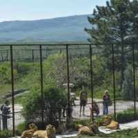 Кто в клетке?