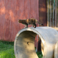 "Девочка" на "шаре"