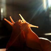 Сладкая парочка